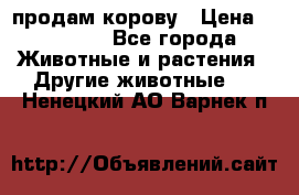 продам корову › Цена ­ 70 000 - Все города Животные и растения » Другие животные   . Ненецкий АО,Варнек п.